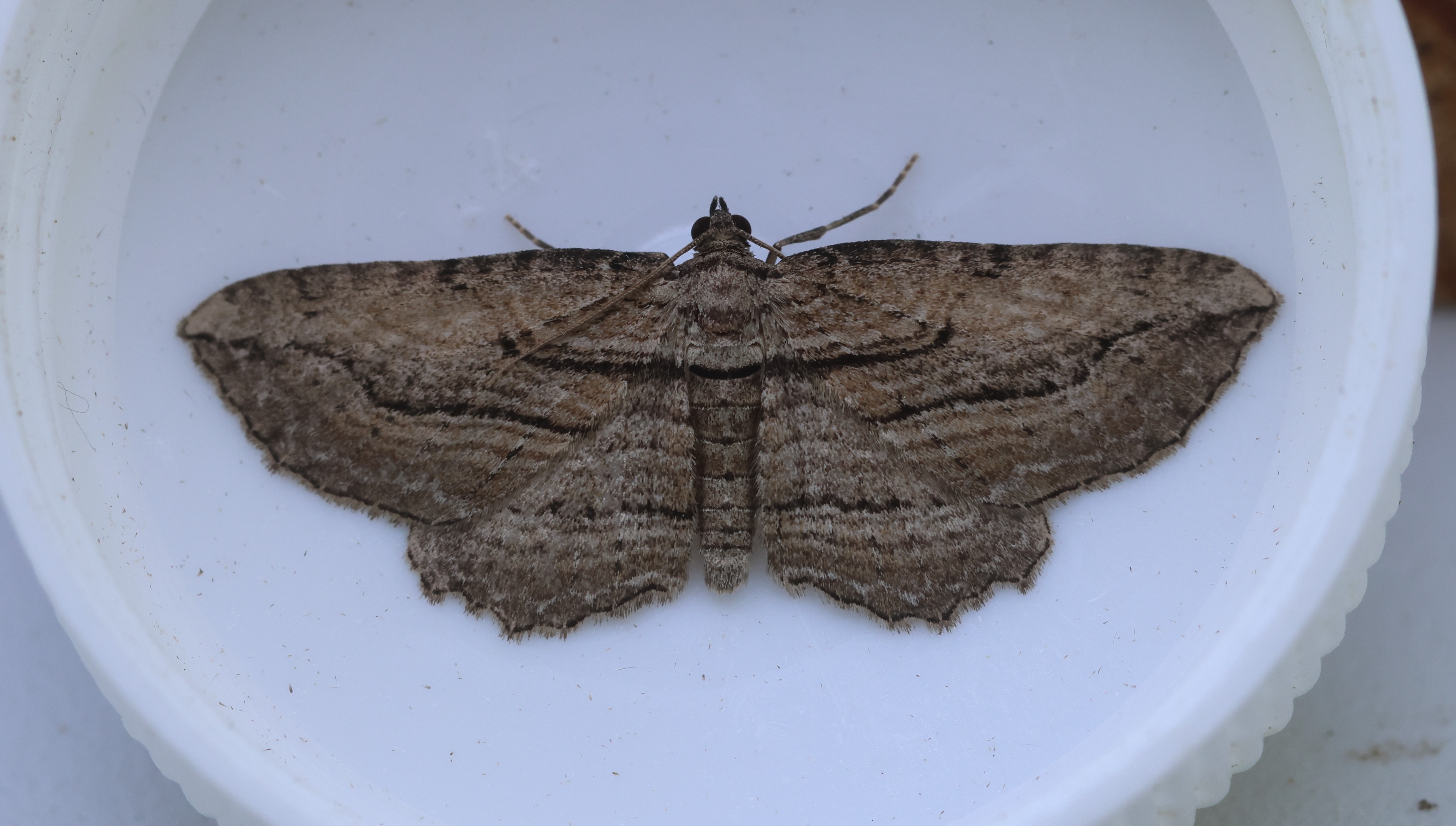 Photo of Horisme corticata